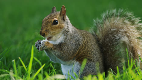 Eichhörnchen-Isst-Obst-Im-Park