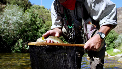 Hombre-Capturando-Trucha-Marrón-En-Red-De-Pesca