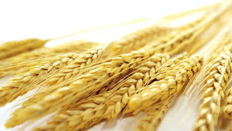 Wheat-grains-arranged-on-white-background