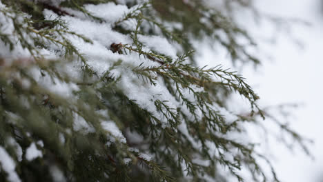 Frozen-branches