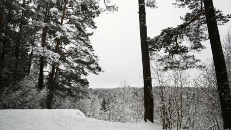 Verschneiter-Wald