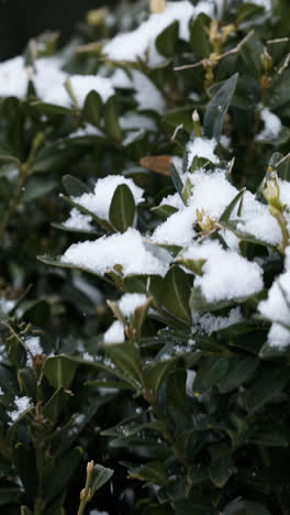 Frozen-branches