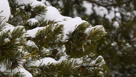 Pine-tree-closeup-covered-in-snow