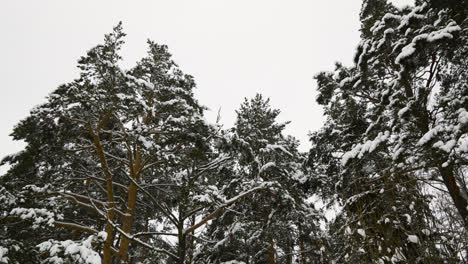 Snow-covered-forest