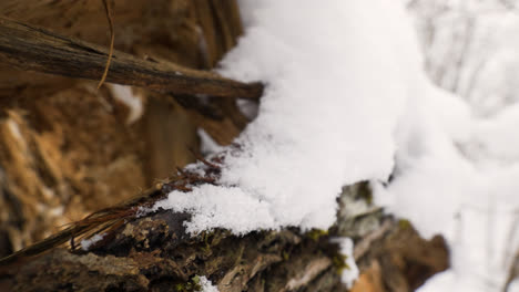 Snow-covered-logs