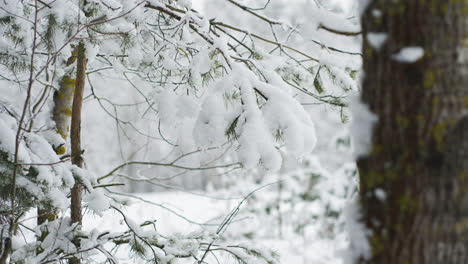 Person,-Die-Im-Wald-Spaziert