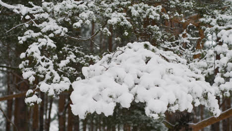 Nahaufnahme-Einer-Kiefer-Mit-Schnee