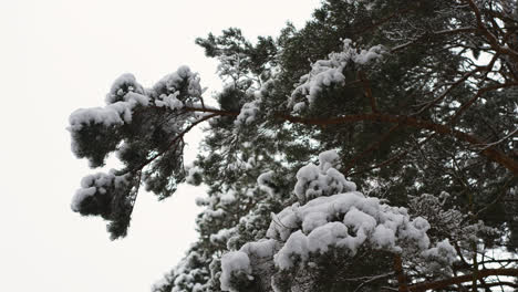 Bosque-Cubierto-De-Nieve