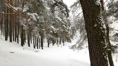 Verschneiter-Wald