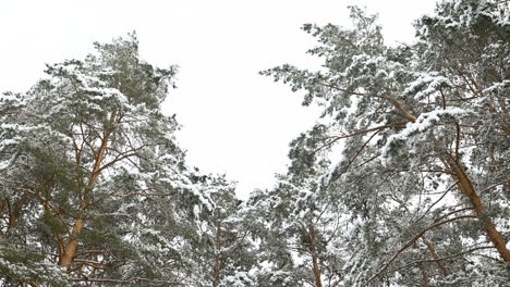 Snow-covered-forest