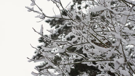 Nahaufnahme-Einer-Kiefer-Mit-Schnee