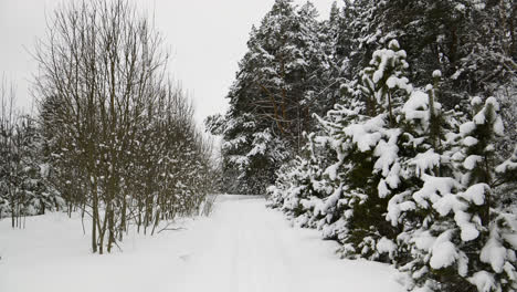 Bosque-Cubierto-De-Nieve
