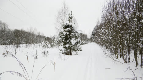 Bosque-Cubierto-De-Nieve