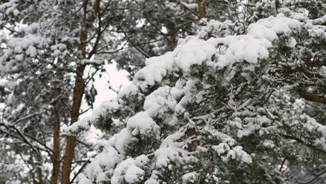 Closeup-pine-tree-with-snow