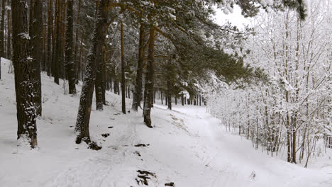 Bosque-Cubierto-De-Nieve