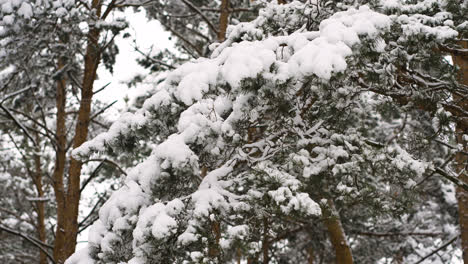Closeup-pine-tree-with-snow