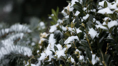 Frozen-bushes