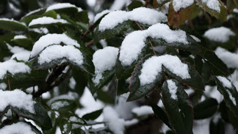 Frozen-branches