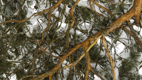 Pine-tree-closeup-covered-in-winter