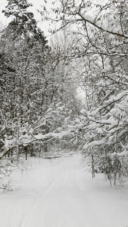 Verschneiter-Wald