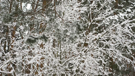 Bosque-Cubierto-De-Nieve