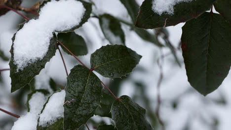 Frozen-branches