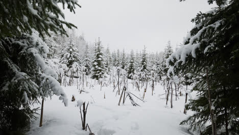 Snow-covered-forest