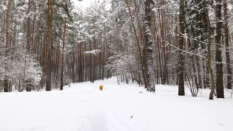 Verschneiter-Wald