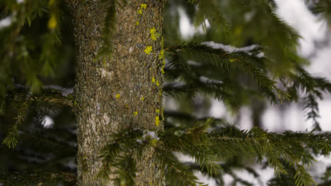 Closeup-pine-tree