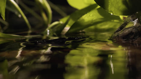 Plants-in-the-riverside