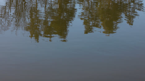 Lago-En-La-Naturaleza