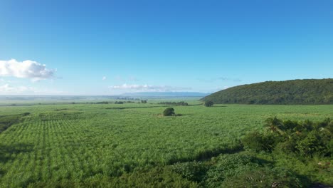 Malerische-Zuckerrohrplantage-In-Guadeloupe,-Frankreich---Luftaufnahme