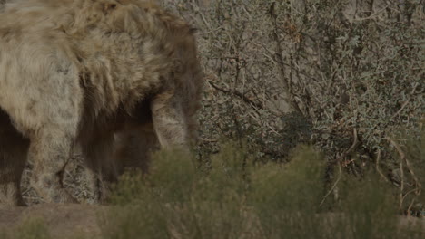 Mangy-hyena-walking-around-desert-in-slow-motion
