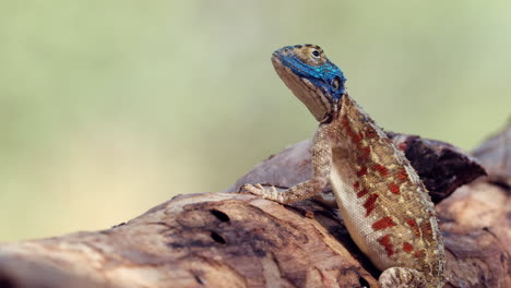 Colorful-Ground-Agama-Basking-Under-The-Sun
