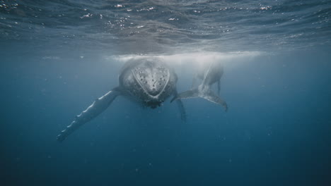 Large-Female-Humpback-Whale-With-Her-Calf
