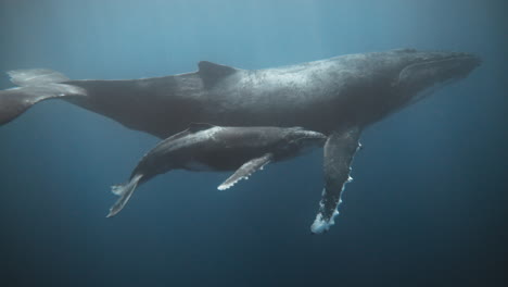 A-Rare-And-Adorable-Clip-Of-A-Baby-Humpback-Whale-Blowing-A-Trail-Of-Bubbles-While-Swimming-Next-To-Mom-In-Echelon-Formation