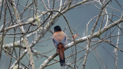 A-Rufous-Sibia-perched-on-a-branch-in-a-leafless-tree