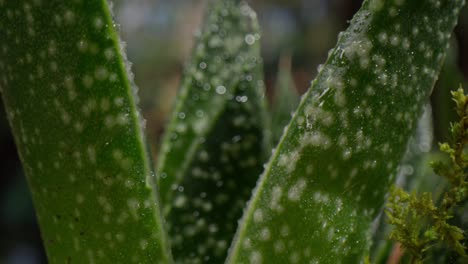 Macro-lens-view-of-green-plant-with-condensations-and-video-pushing-into-to-focus