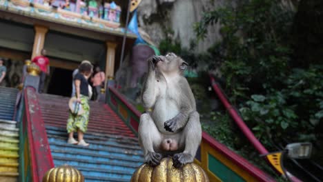 Monkey-sitting-atop-a-golden-structure-at-Batu-Caves,-tourists-in-background,-vibrant-stairs,-daylight