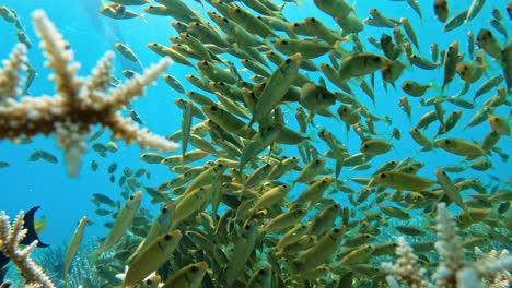 Schwarm-Gelber-Fische,-Die-Unter-Dem-Blauen-Meer-Auf-Der-Insel-Ogasawara-In-Japan-Schwimmen