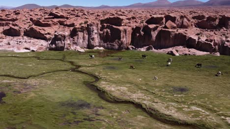 Llamas-graze-in-lush-green-valley,-Valle-de-las-Rocas-rocks,-Bolivia