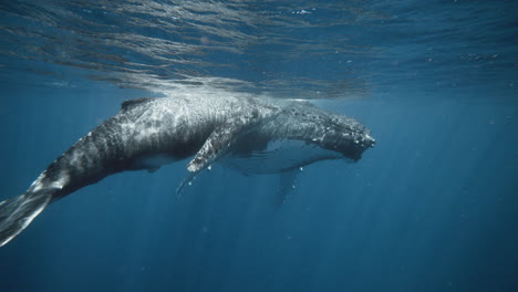 Gentiles-Gigantes-Del-Mar