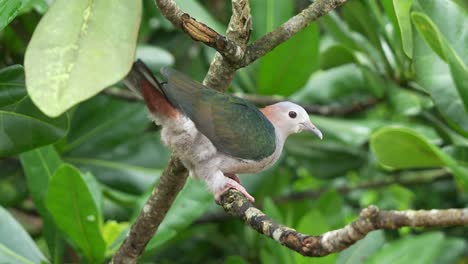 Wild-green-imperial-pigeon,-ducula-aenea-perching-on-tree-branch,-raising-its-tail-to-show-desire-to-mate,-fly-away-at-the-end,-close-up-shot-wildlife-bird-species-in-its-natural-habitat