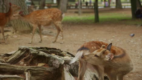 Ciervos-De-Nara-Vistos-Acicalándose-Y-Limpiándose-Con-Turistas-Caminando-En-Segundo-Plano.