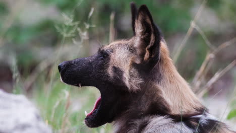 Nahaufnahme-Eines-Gähnenden-Afrikanischen-Wildhundes