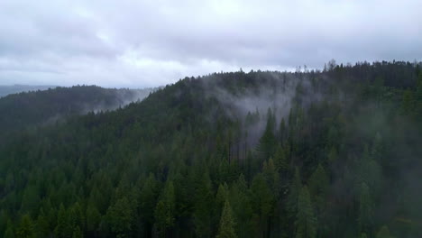 Nebel-Verweilt-über-Muir-Wood-Redwoods-Und-Bildet-Luft