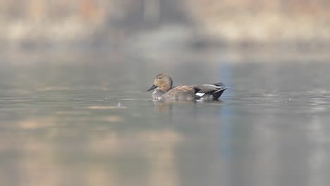 A-gadwall-floating-around-on-a-lake-in-the-early-morning-sunshine