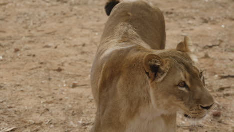 Amazing-wildlife-lioness-walking-off-camera