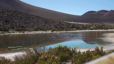 Flamencos-Rosados-Y-Blancos-En-Un-Río-En-El-Desierto-Con-Día-De-Vegetación