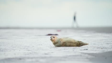 Baby-harbor-seal-resting-on-sea-beach,-tiredly-looking-around